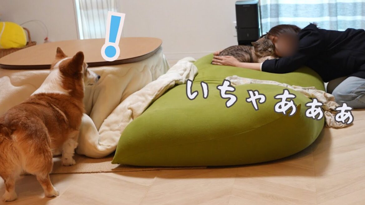 同居猫と母がいちゃつく様子を見た犬がこうなりました！
