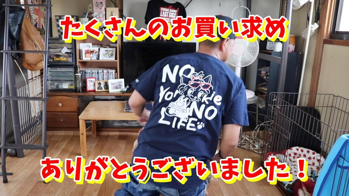 ふりむきチップTシャツ発送しました！【ヨークシャーテリア専門犬舎チャオカーネ】