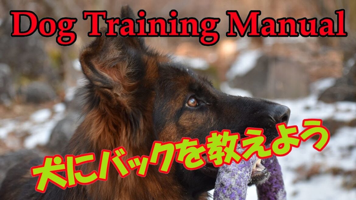 【ジャーマンシェパード】犬にバックを教えよう。愛犬のハスクとバックの訓練。