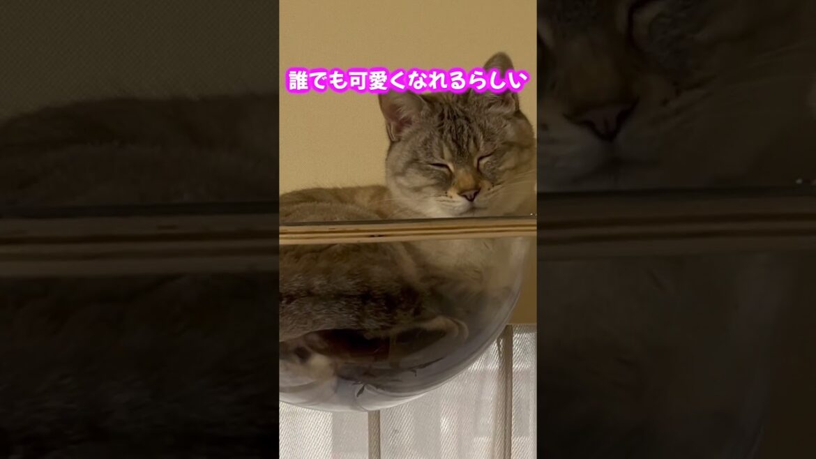 チラリと覗かせる顔がかわよ＃shorts、＃猫の暮らし、#funny、
