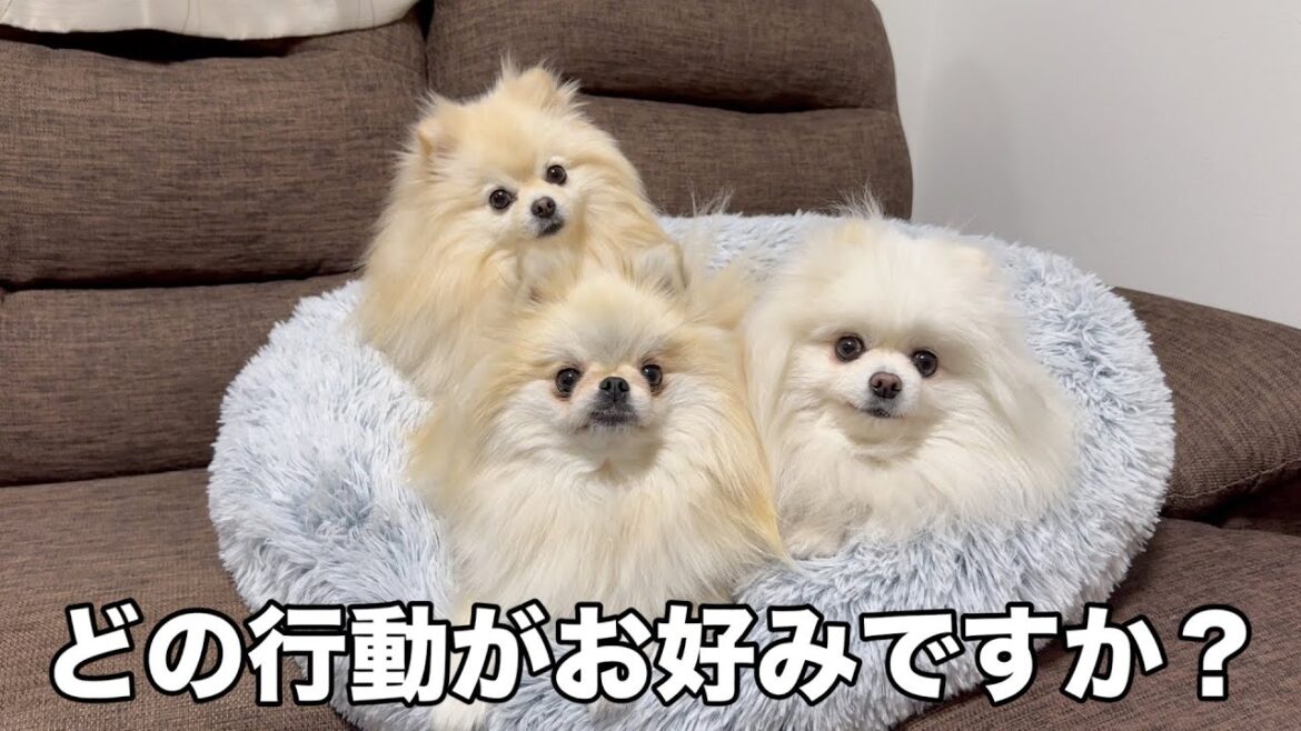 ３姉妹ポメラニアンの甘え方がみんな違くて可愛すぎました