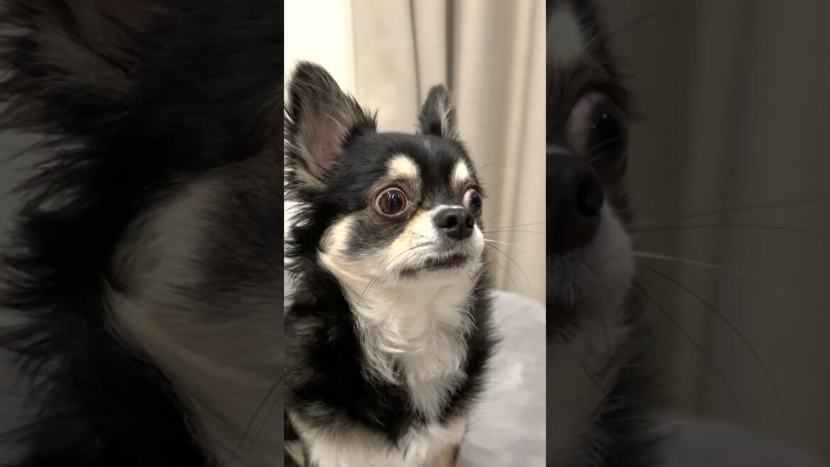 頑張って見ちゃう犬。  #犬との暮らし  #chihuahua #shorts 頑張って見ちゃう犬。  #犬との暮らし  #chihuahua #shorts