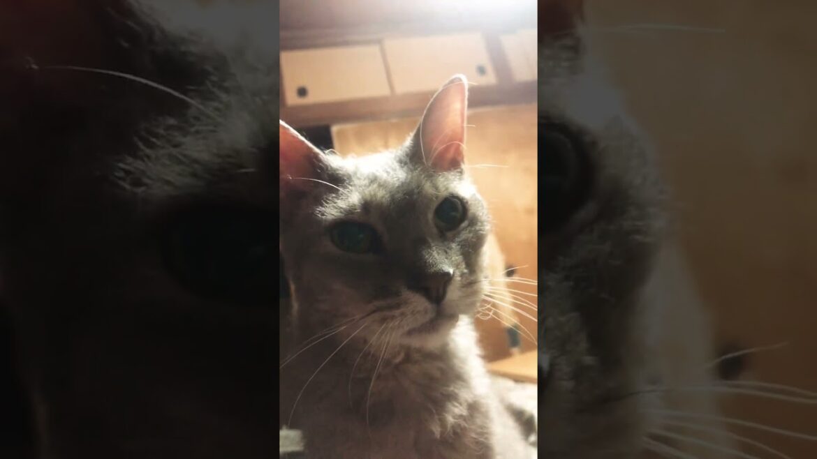 飼い主のそばにいないと不安なラパーマのテオフィル