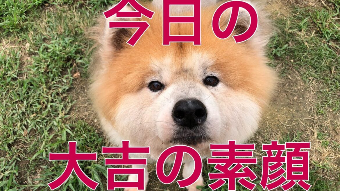 ボスの秋田犬大吉の素顔/Today’s doggos series ボスの秋田犬大吉の素顔/Today's doggos series
