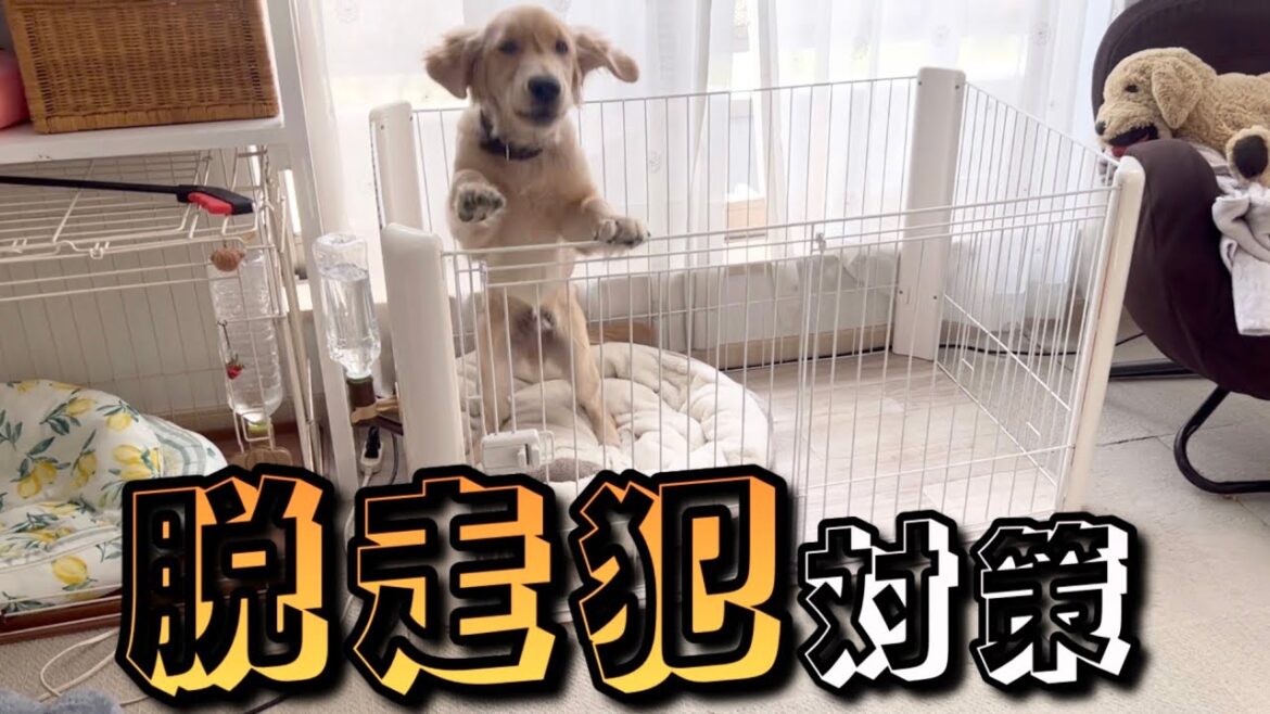 ケージから脱走を繰り返すゴールデンレトリバーに対策しました！【DIY】