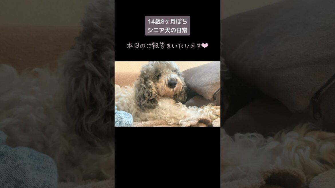 【14歳シニア犬の日常】本日のご報告をいたします。