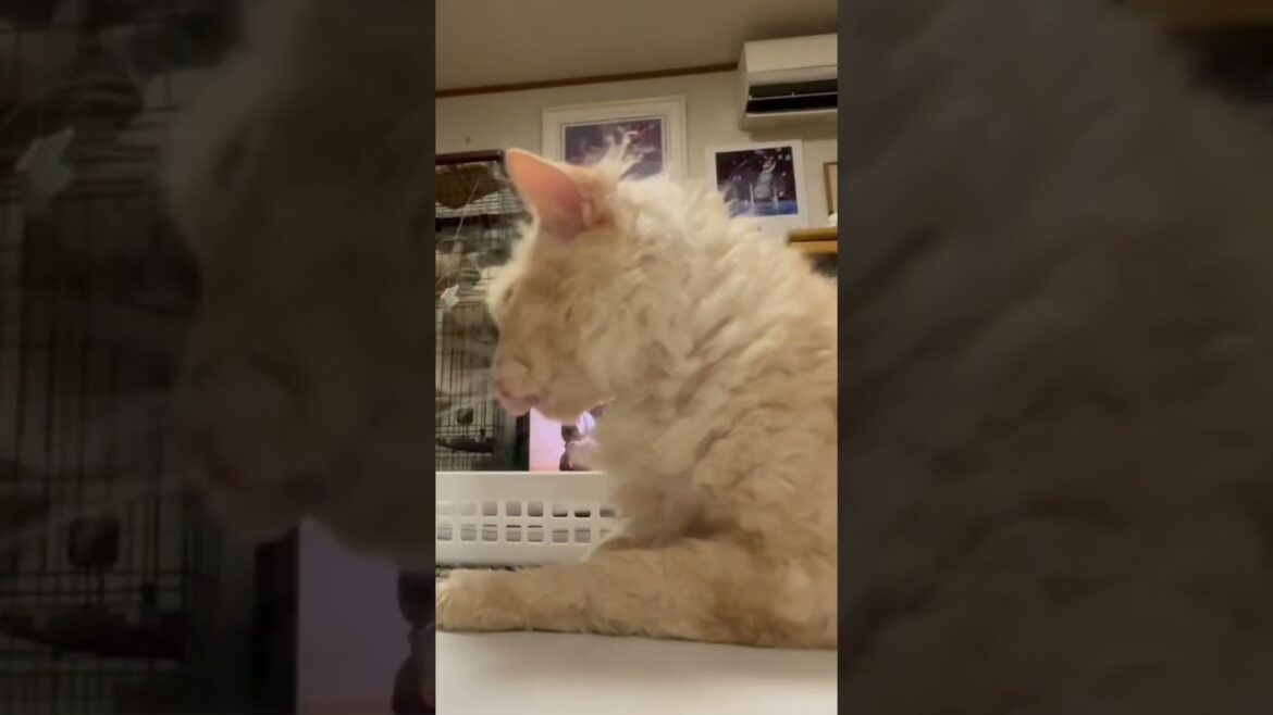 ネコのラパちゃん「ガオー、ペロペロ」