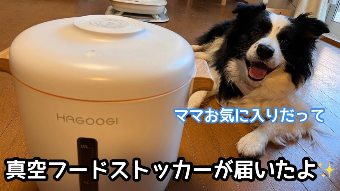【真空フードストッカー】にビビりのソラも満足気 #ボーダーコリー #bordercollie #フードストッカー