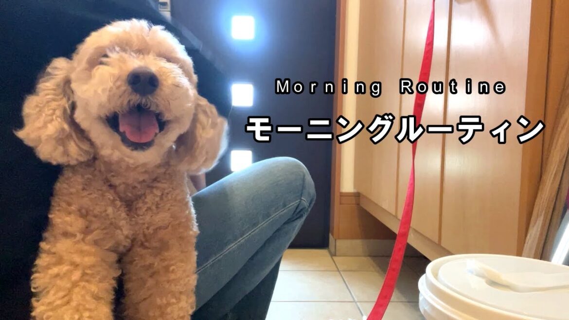 大きいトイプードルとママのモーニングルーティン【デカプー】【トイプードルのロアくん】【toy poodle】