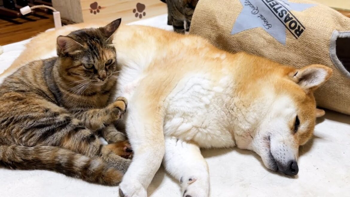 柴犬が好きすぎる子ども猫たちはいつでも柴犬に甘えられるタイミングをみています！