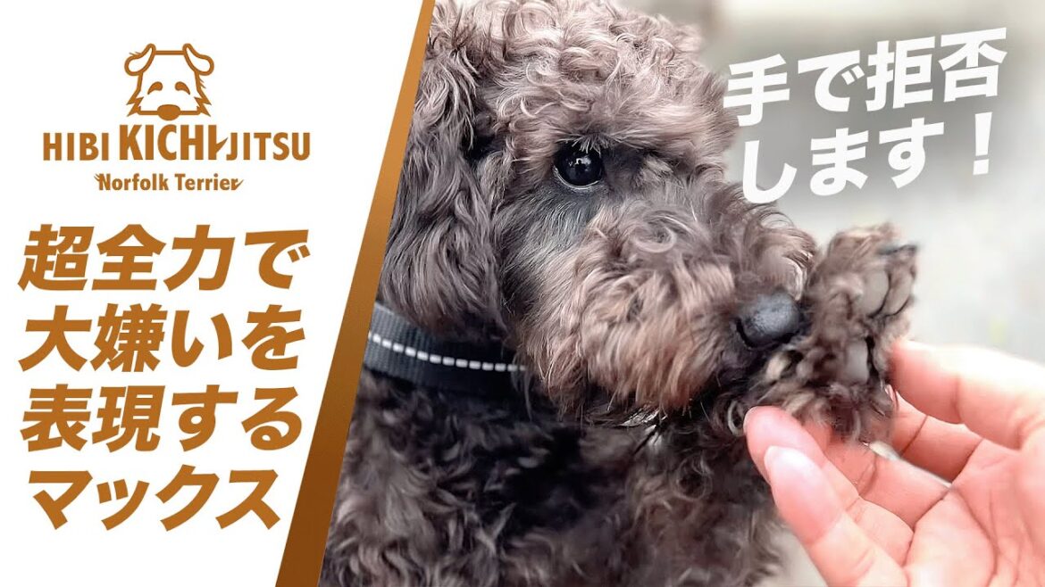 愛犬キチ  生後8ヶ月シュナプー「マックス」【puppy friend norfolkterrier ノーフォークテリア 】 愛犬キチ  生後8ヶ月シュナプー「マックス」【puppy friend norfolkterrier ノーフォークテリア 】
