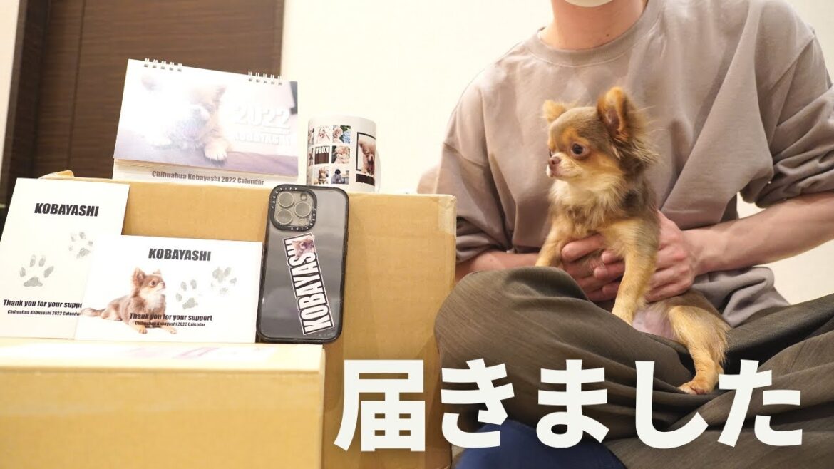 子犬チワワとアラサー独身男による初の共同作品が完成しました