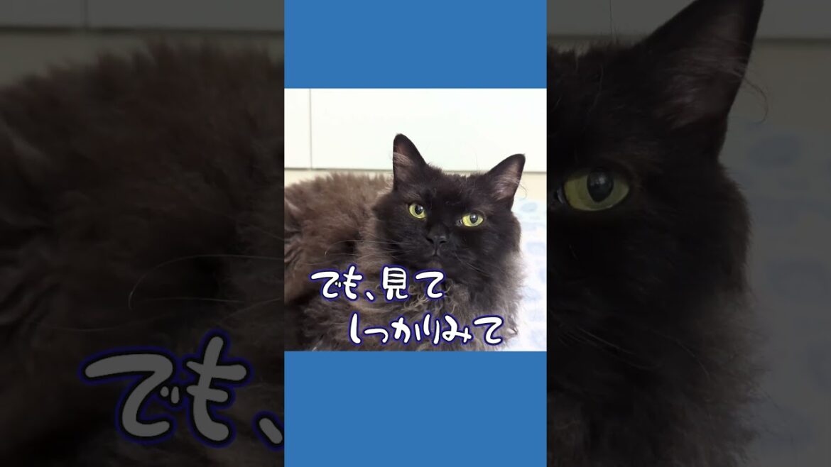 【ぽっちゃん家】わかりずらい男前猫 vol.10　#猫 #猫動画 #shorts