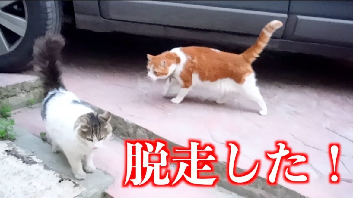 感動と涙！猫の恩返し！脱走した飼い猫を家に誘導する猫