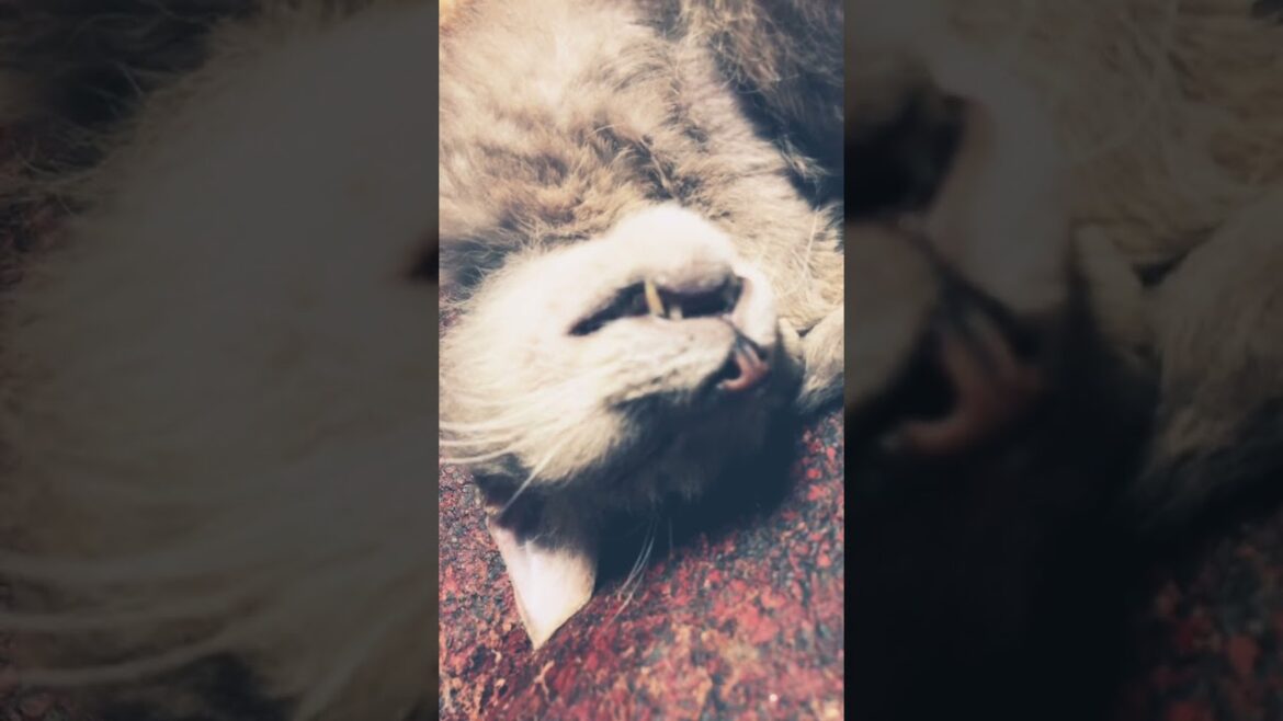 眠っているラパーマのテオフィル　sleeping Theophil,laperm.