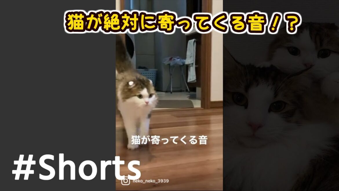 猫が絶対に寄ってくる音 #Shorts 【スコティッシュフォールド】 猫が絶対に寄ってくる音 #Shorts 【スコティッシュフォールド】