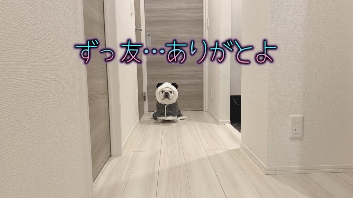 大切なずっ友から○○が…ありがとよ。【フレンチブルドッグ frenchbulldog】