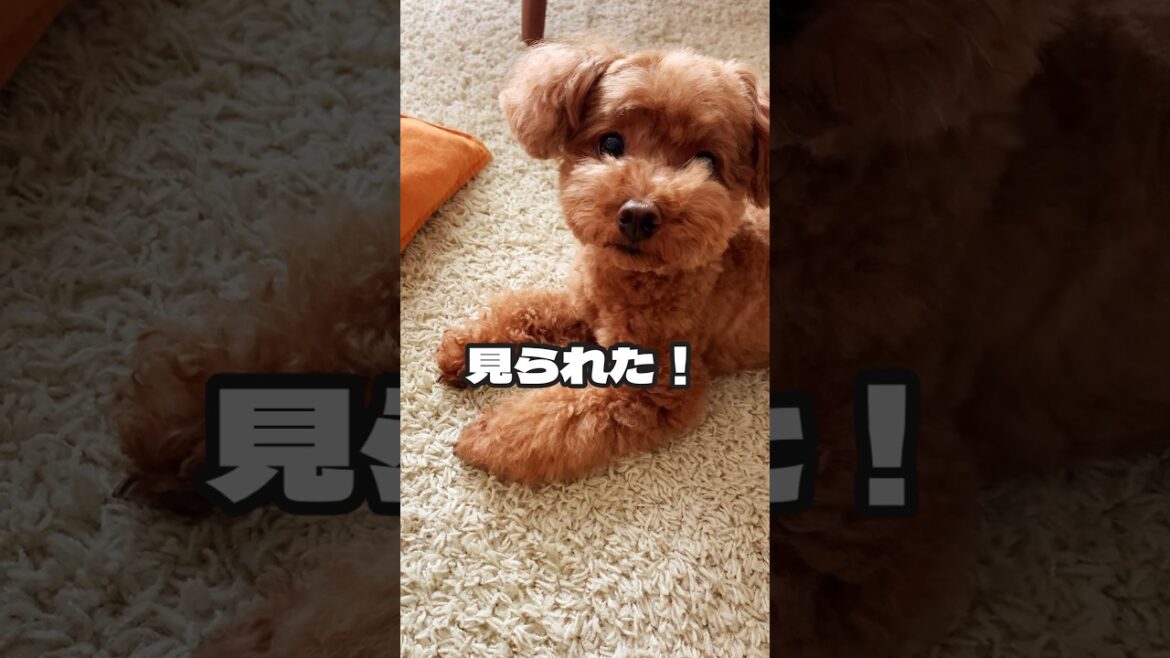 トイプードルを隠し撮り#toypoodle