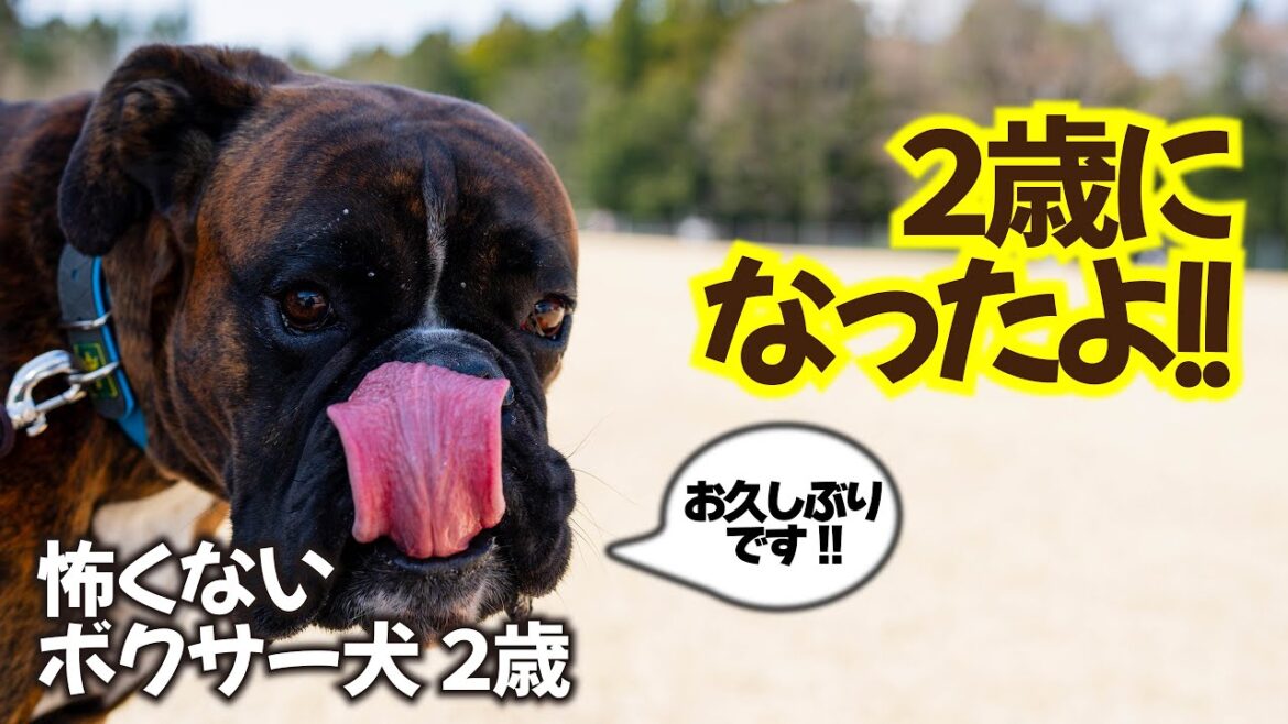 【お久しぶりです!!】2歳になったボクサー犬くろさんのここ3ヶ月の出来事 【お久しぶりです!!】2歳になったボクサー犬くろさんのここ3ヶ月の出来事