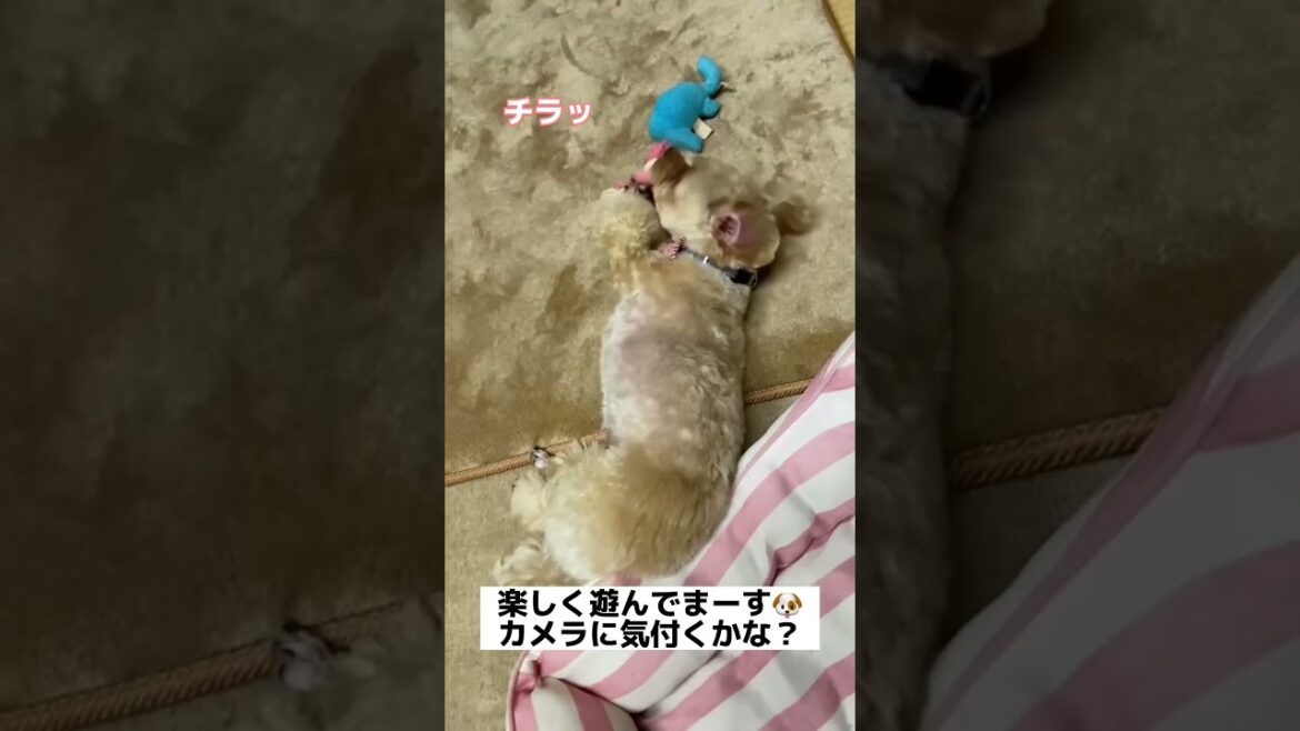 【れおぱおチャンネル】バレないように撮影しました😄【福島在住きなこちゃん】#愛犬　#多頭飼い　#シュナウザー　#れおぱおチャンネル　#dog