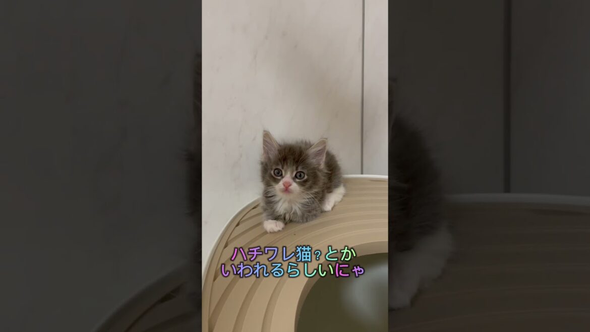 ストレートヘアのラパーマ男の子♥️ 【お問合せ詳細は説明欄に記載あります】 #ブリーダー直販 #ラパーマ #猫 #子猫 #猫のいる暮らし #マンチカン #ミヌエット