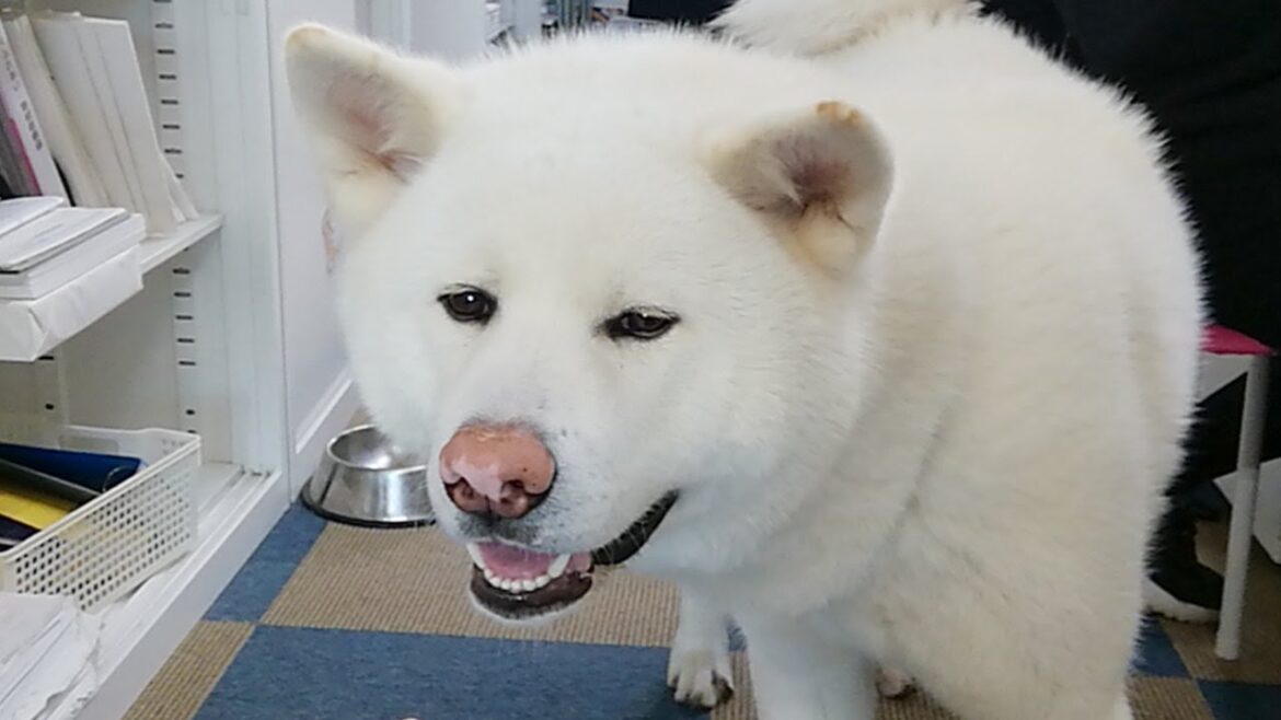 秋田犬会館配信！