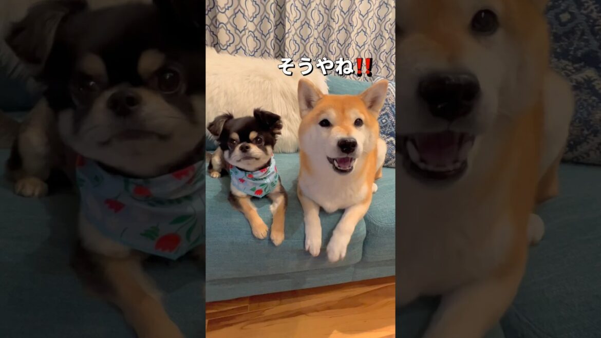 チビのカットday🐶✂️#柴犬 #チワワ #shorts