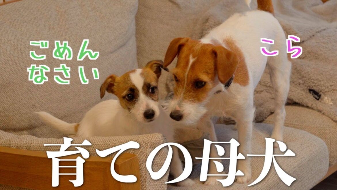 【育ての母】先輩犬に犬界のマナーを教わる子犬/ジャックラッセルテリア