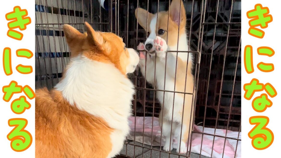 【コーギー子犬】子犬が気になって仕方ない犬【コーギー犬】#Shorts
