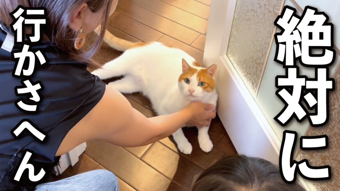 【甘えんぼ猫】ドアストッパーになって必死に旅行を阻止する猫がコチラ