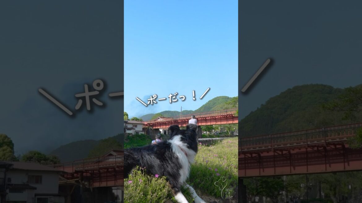 SLをお見送りするボーダーコリーが可愛い　#ボーダーコリー #オーストラリアンシェパード #津和野