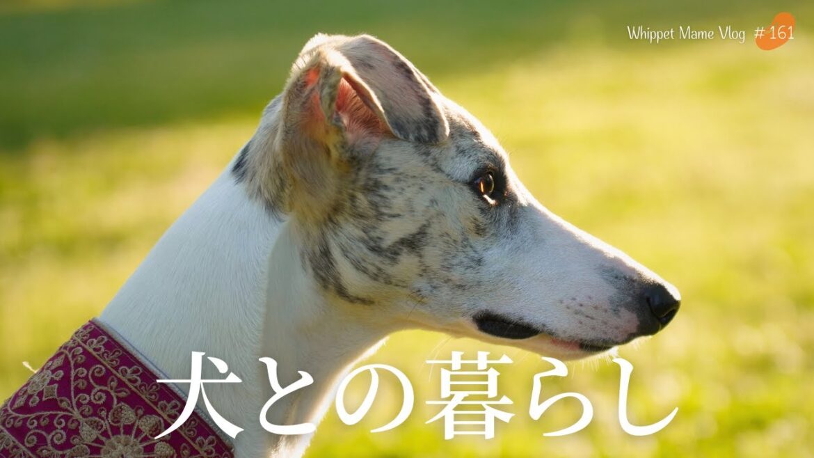 犬との暮らしで大切な事【ウィペット・中型犬との暮らし】　#161