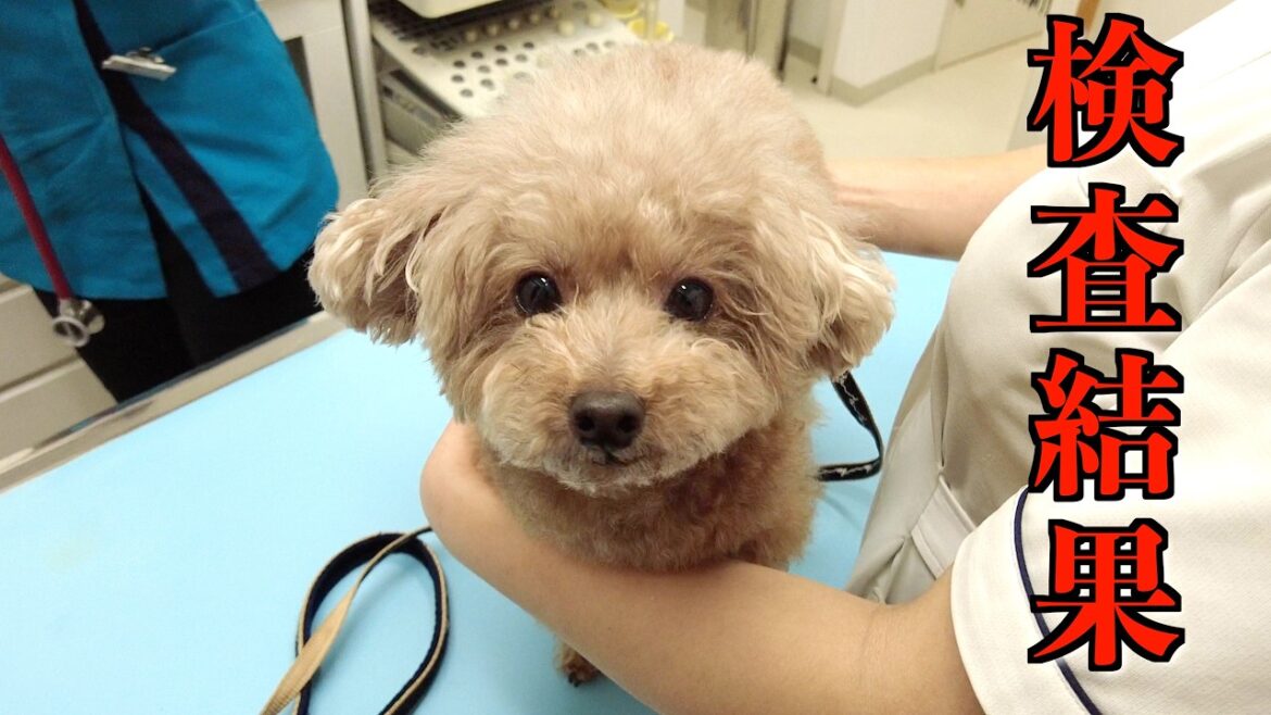 愛犬の健康診断の結果がでてきたので聞きに行ってきたところ…【トイプードル】 愛犬の健康診断の結果がでてきたので聞きに行ってきたところ…【トイプードル】