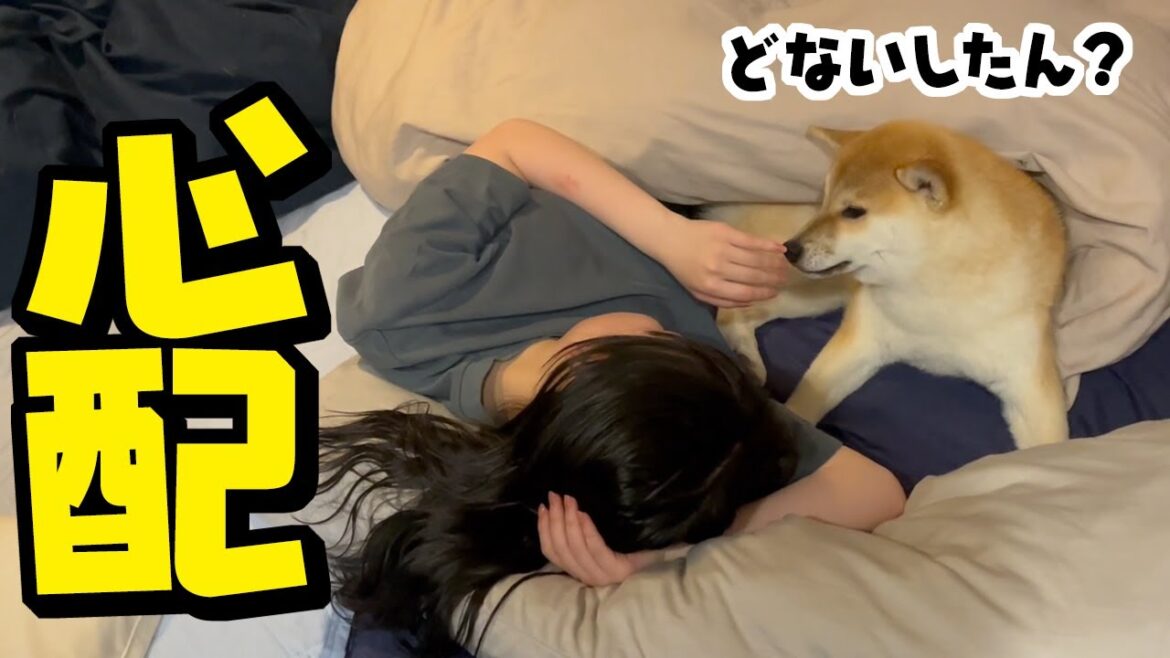突然、体調不良で帰ってきた娘…病院へ行った母娘を心配する柴犬の姿に胸が締め付けられました