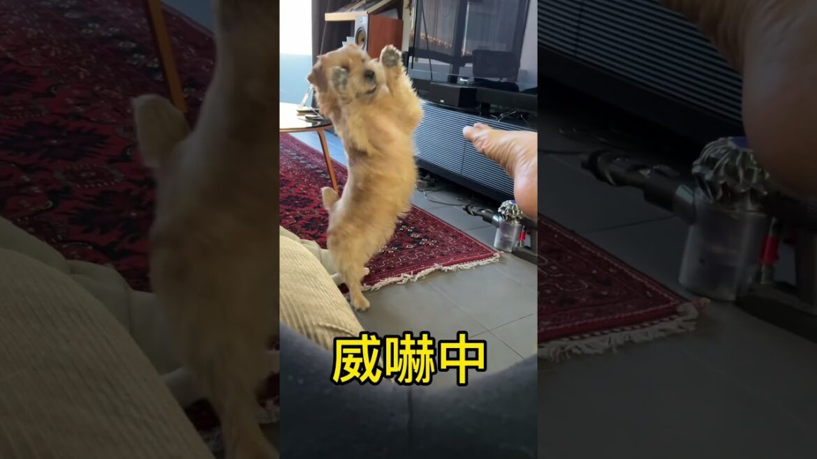 【イカクキチ】#shorts #cutedog #愛犬キチ #norfolkterrier #愛犬のいる暮らし #dog #ノーフォークテリア #kichi #terrier
