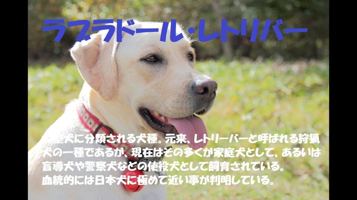 ラブラドール・レトリーバーは、大型犬に分類される犬種。元来、レトリーバーと呼ばれる狩猟犬の一種であるが、現在はその多くが家庭犬として、あるいは盲導犬や警察犬などの使役犬として飼育されている。 ラブラドール・レトリーバーは、大型犬に分類される犬種。元来、レトリーバーと呼ばれる狩猟犬の一種であるが、現在はその多くが家庭犬として、あるいは盲導犬や警察犬などの使役犬として飼育されている。