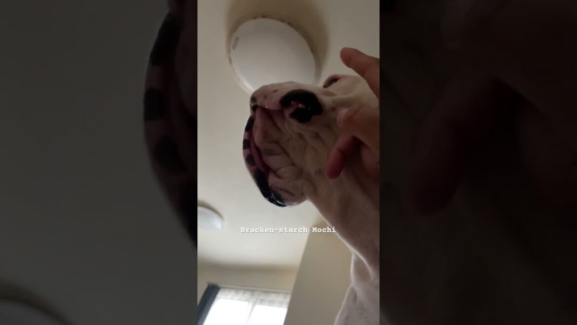 感触はまるで‥  ボクサー犬
