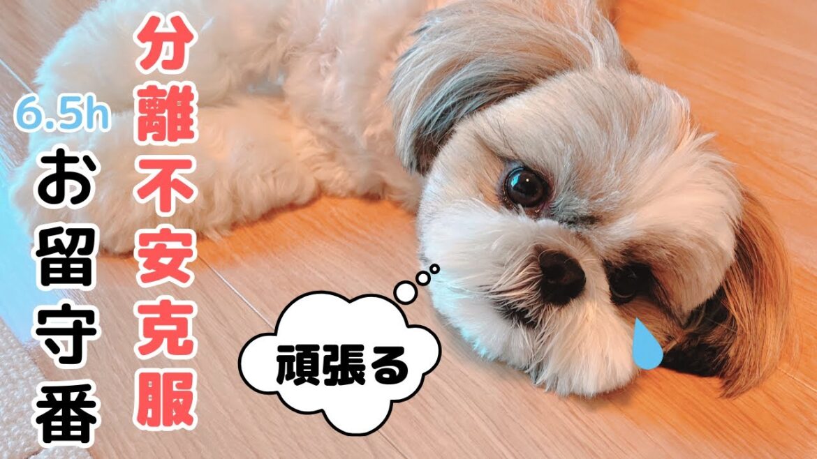 【犬の分離不安 克服】分離不安なシーズーが6.5時間のお留守番に挑戦 わんこの成長  Separation Anxiety Shihtzu puppy Ice staying home alone