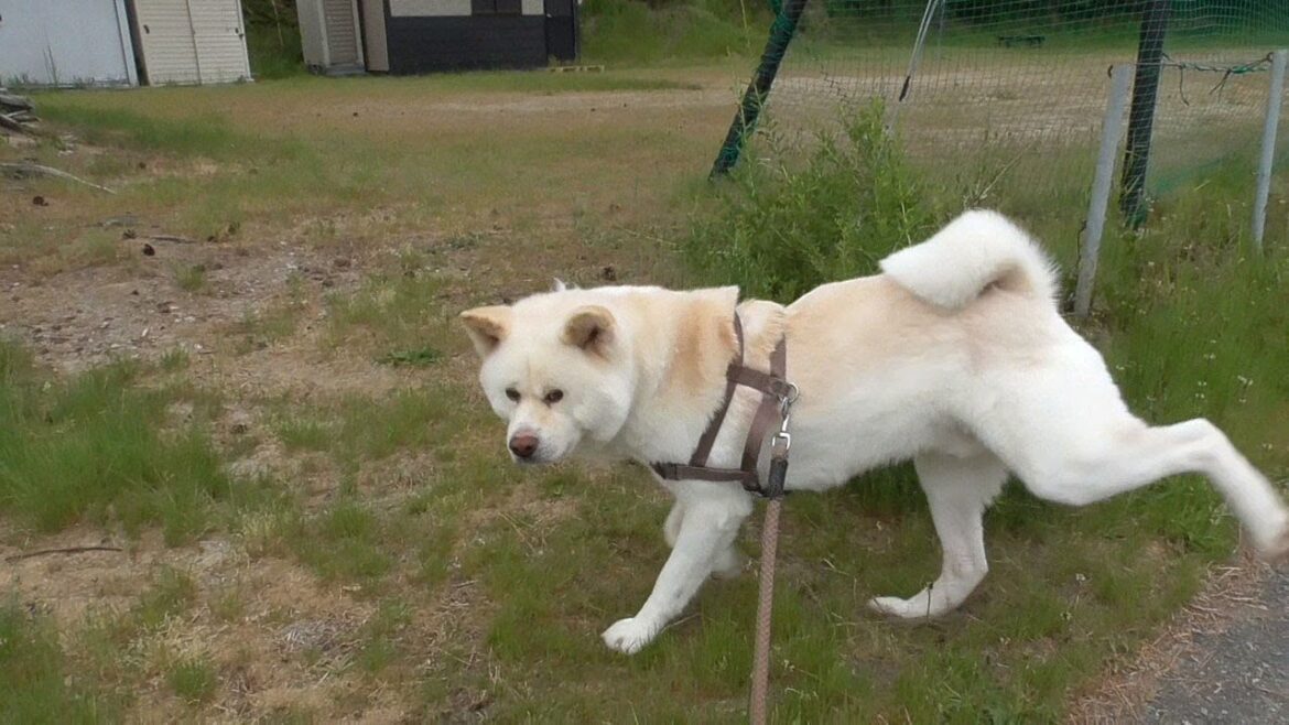 【秋田犬ゆうき】最近はクマの目撃情報ばかりなので誰も居ない朝のお散歩は先を急がされる【akita dog】