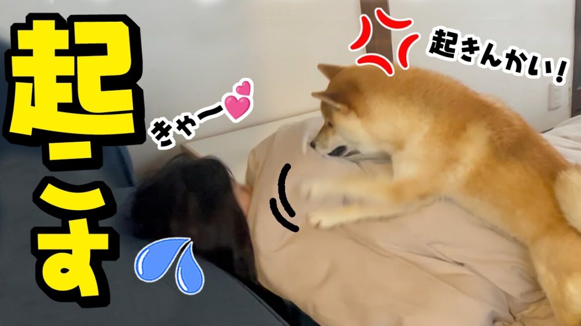 療養中の娘を容赦無く叩き起こす柴犬