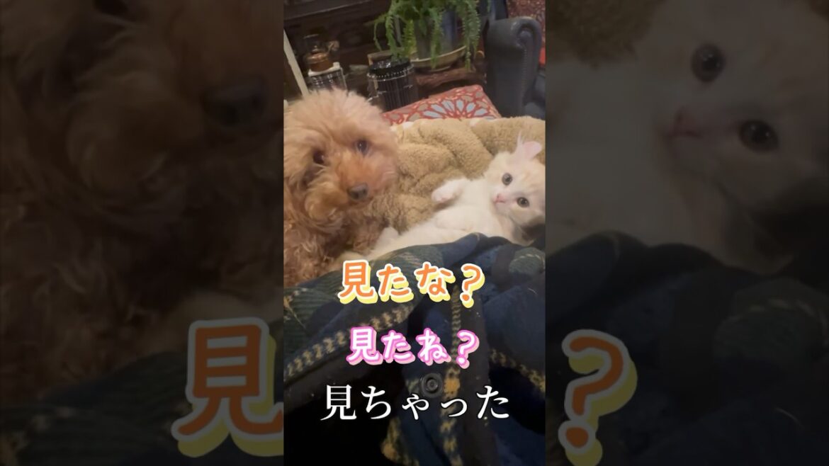 【キンカロー】見ちゃいました【マンチカール】