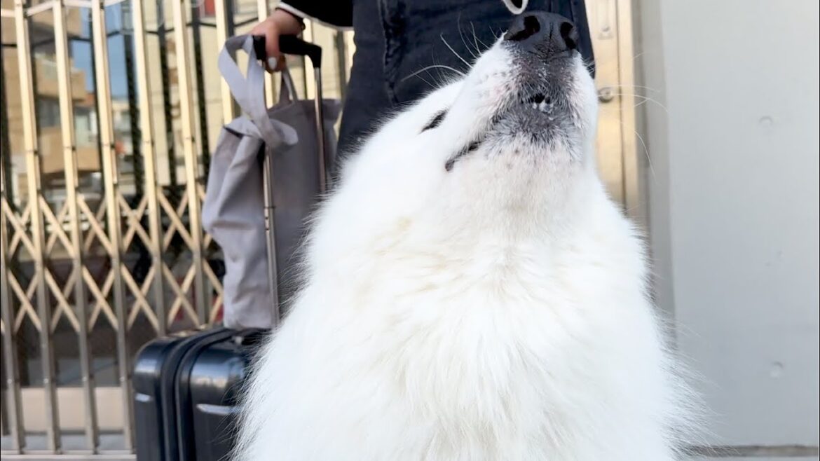 帰省するママを犬語で何度も止めようと試みる寂しがり屋な犬がかわいすぎました…【サモエド】