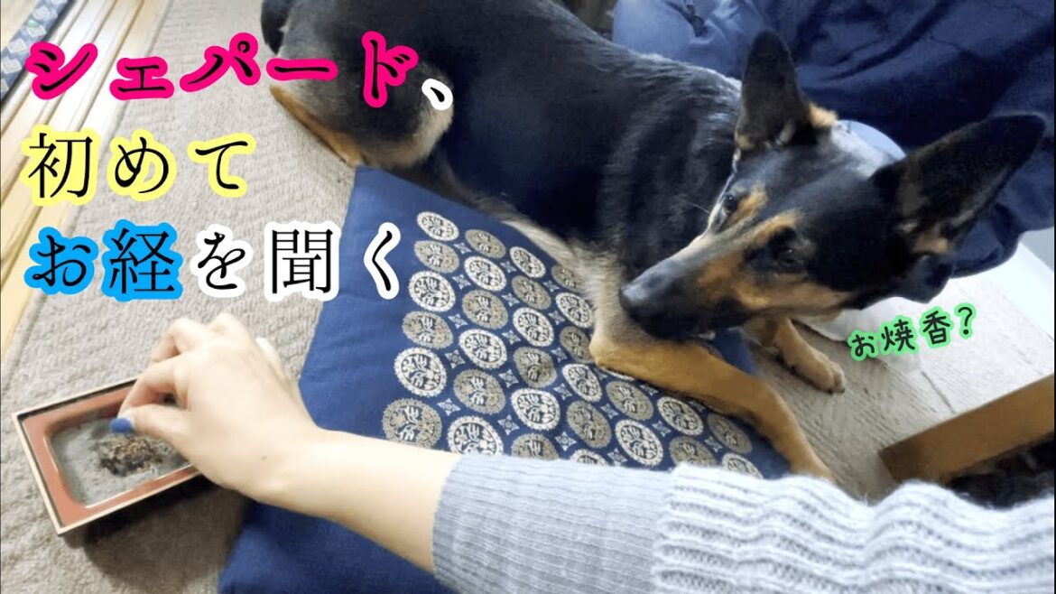シェパード犬、初めてお経を聞く【German Shepherd】 This Is The First Time For My Dog To Hear Of A Sutra