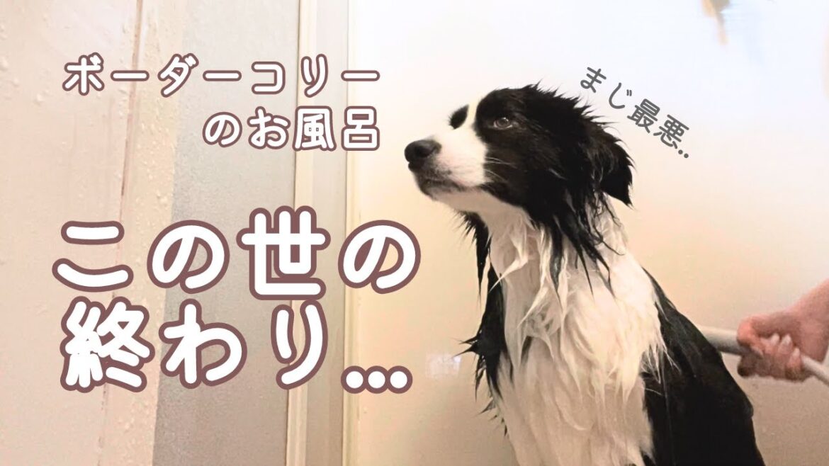 【撃沈】お風呂と聞いて絶望するボーダーコリー