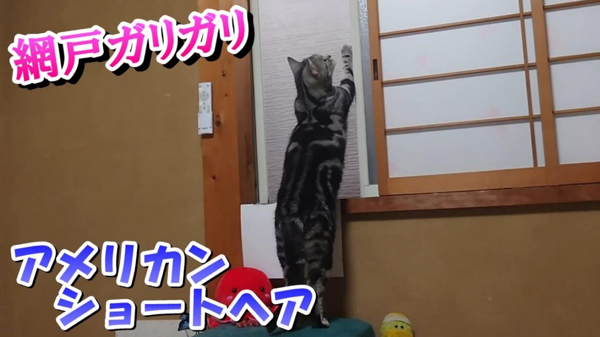 猫さんの爪とぎ　網戸ガリガリ（アメリカンショートヘア）