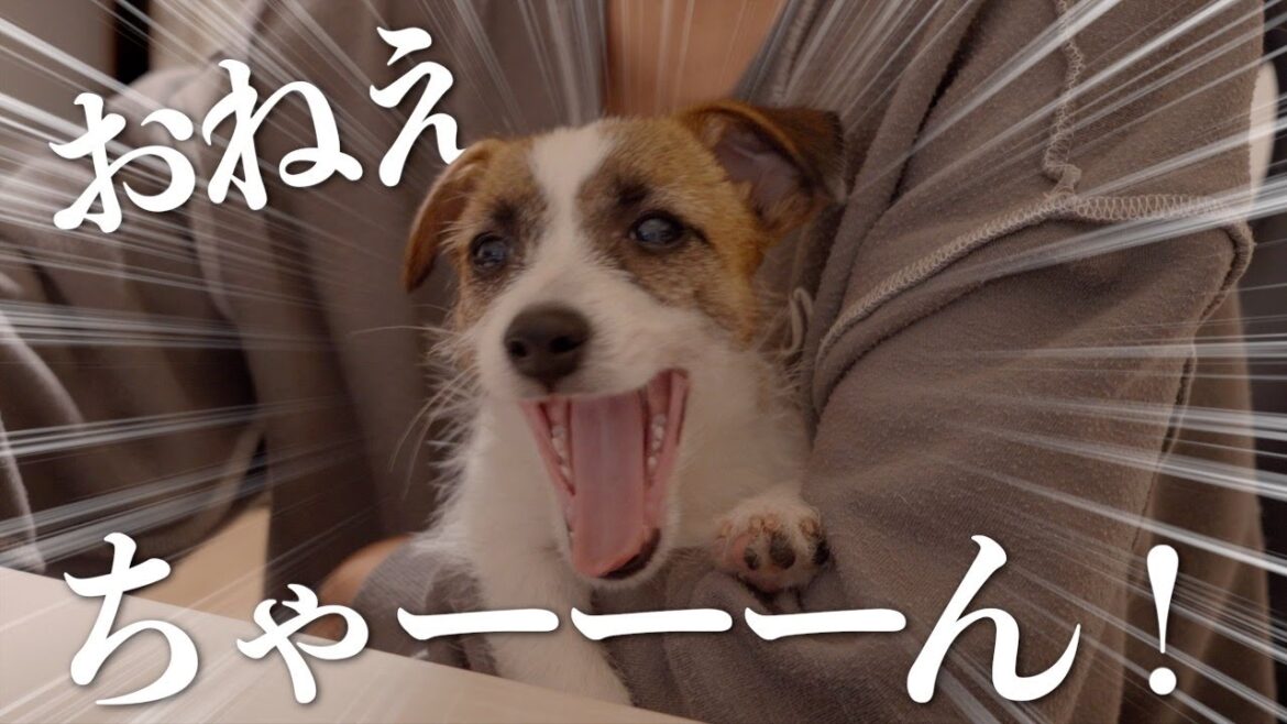 大好きなお姉ちゃんに会えなくて泣き続ける子犬/ジャックラッセルテリア
