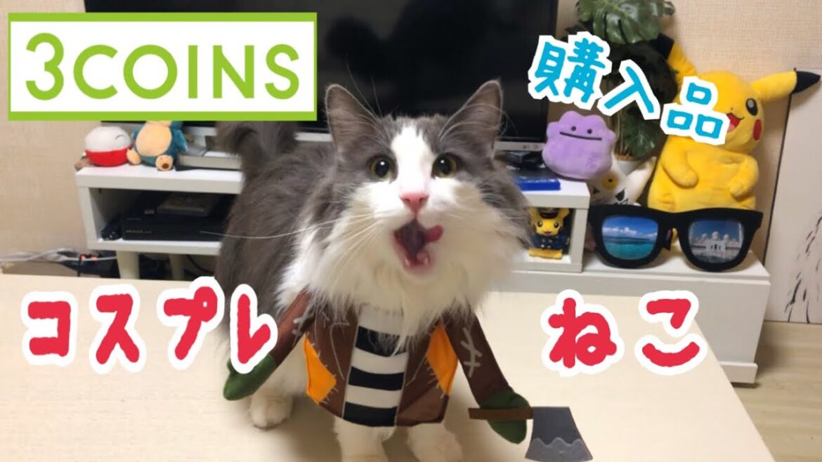 【3coins】猫のハロウィングッズ【ノルウェージャンフォレストキャット】 【3coins】猫のハロウィングッズ【ノルウェージャンフォレストキャット】