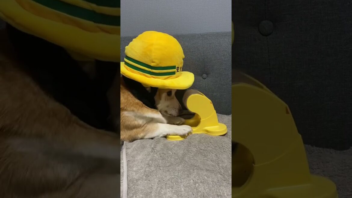 安全第一です👷#コーギー #くきたん