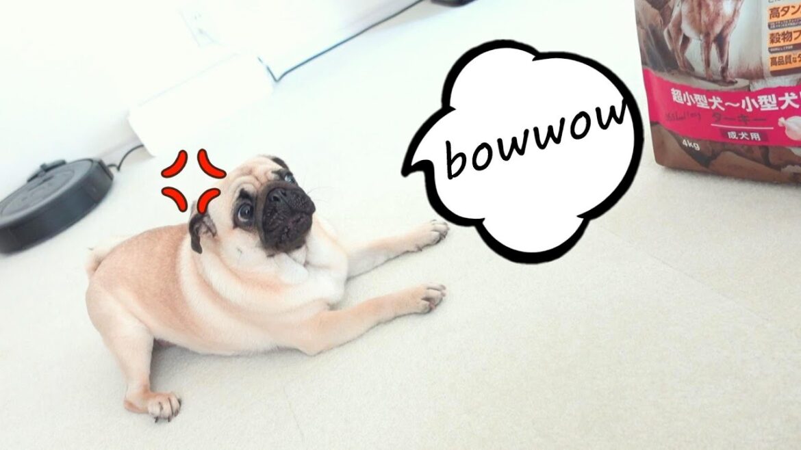 無駄吠えの多いうちのパグは自分のごはんにさえも吠えまくります。My pug, who is a prolific barker, even barks at his own food.【パグ、pug】