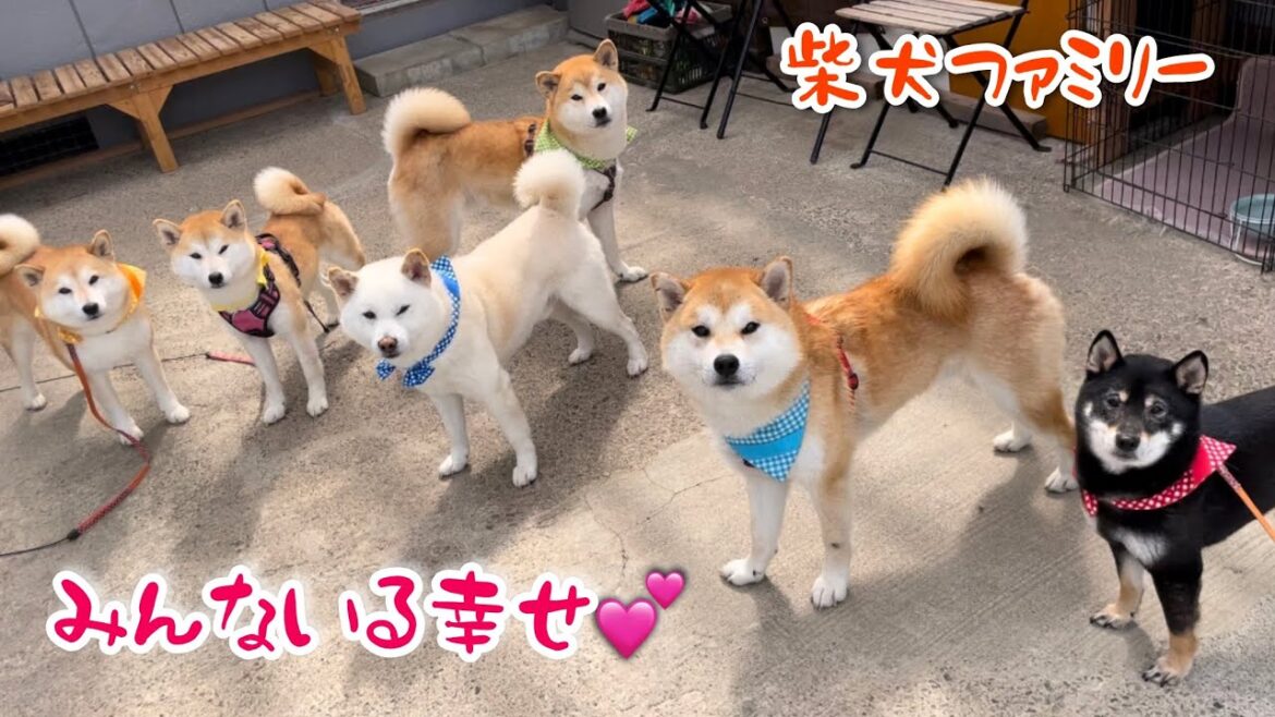 嬉しいと甘えに来る柴犬が可愛い